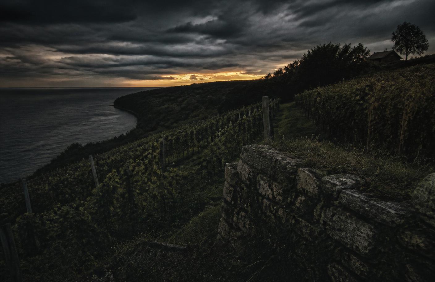An overgrown Niagara vineyard sloping down to the lake at dusk